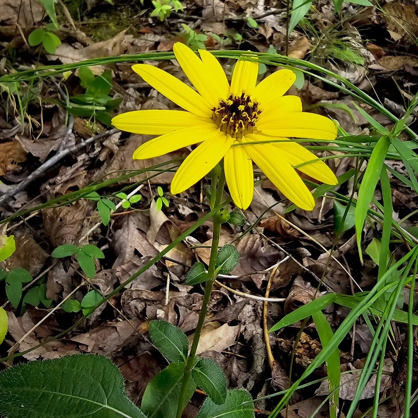 A bright yellow wildflower blooms close to the leaf-covered ground.