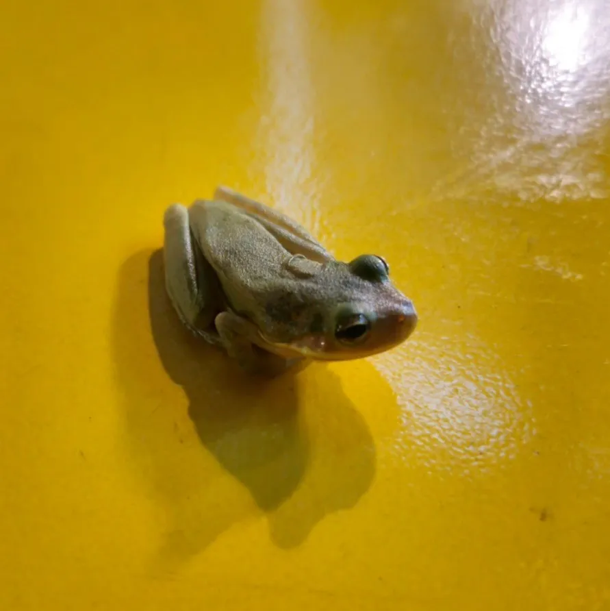 A small gray frog rests on a glossy yellow surface.