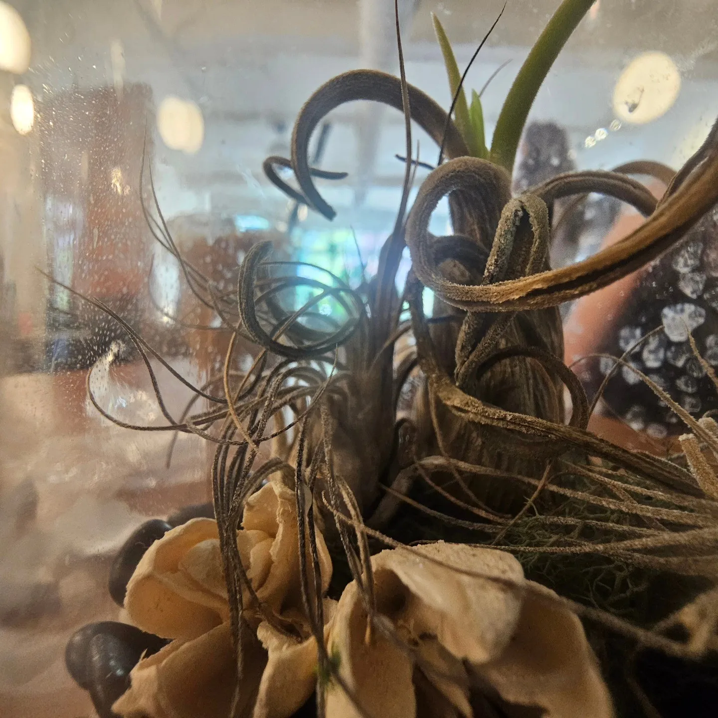 Curled air plants and dried leaves sit inside a glass container.
