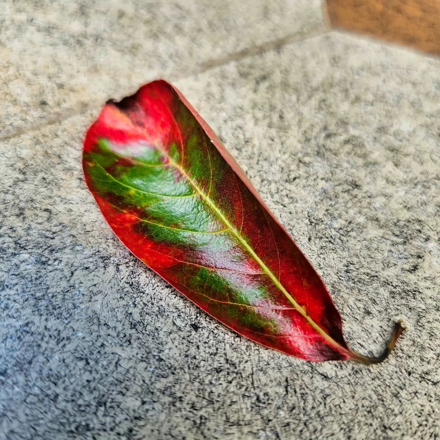 A fallen leaf with green, crimson and yellow markings lies on gray pavement.