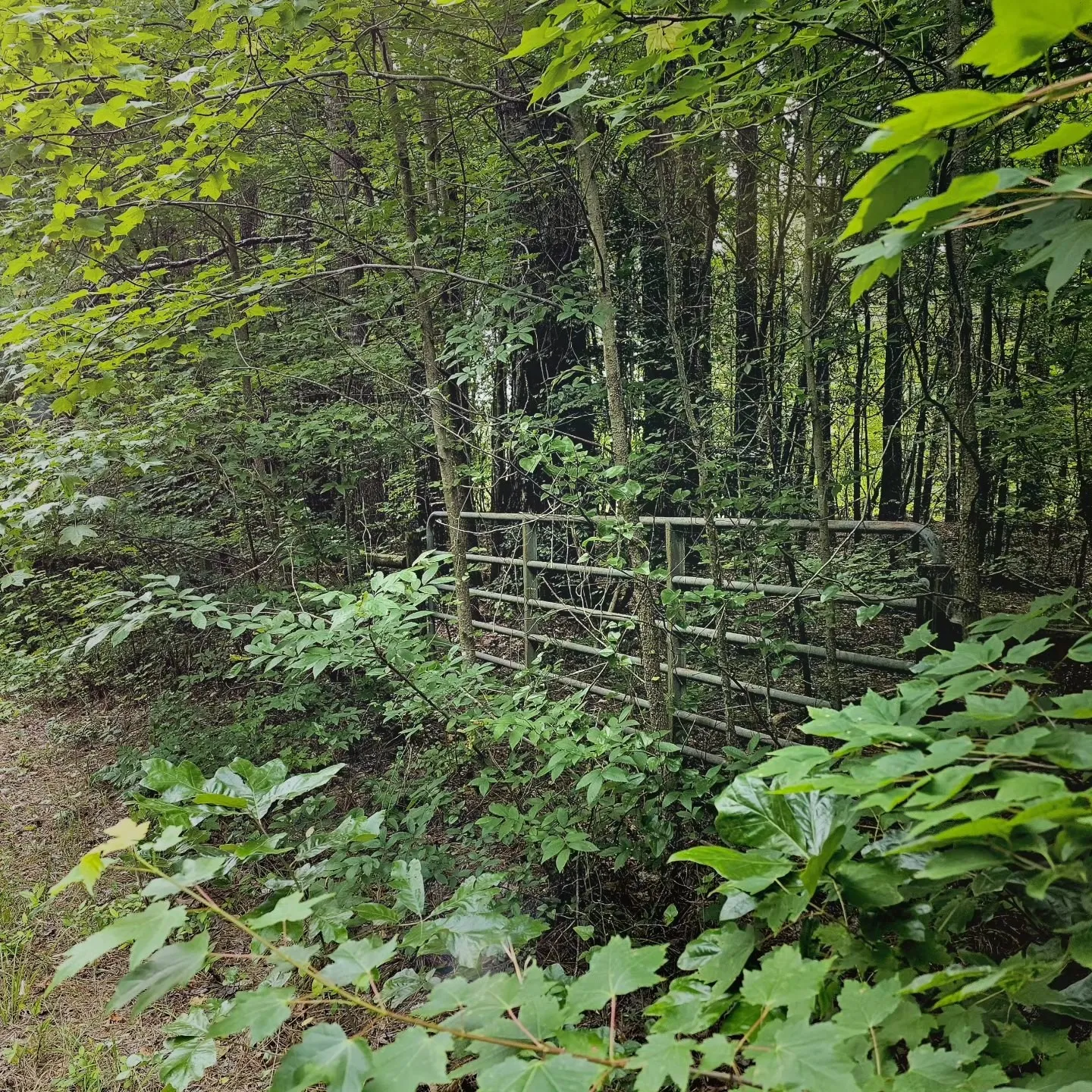 A metal gate beside a shaded path almost disappears into dense woodland greenery.