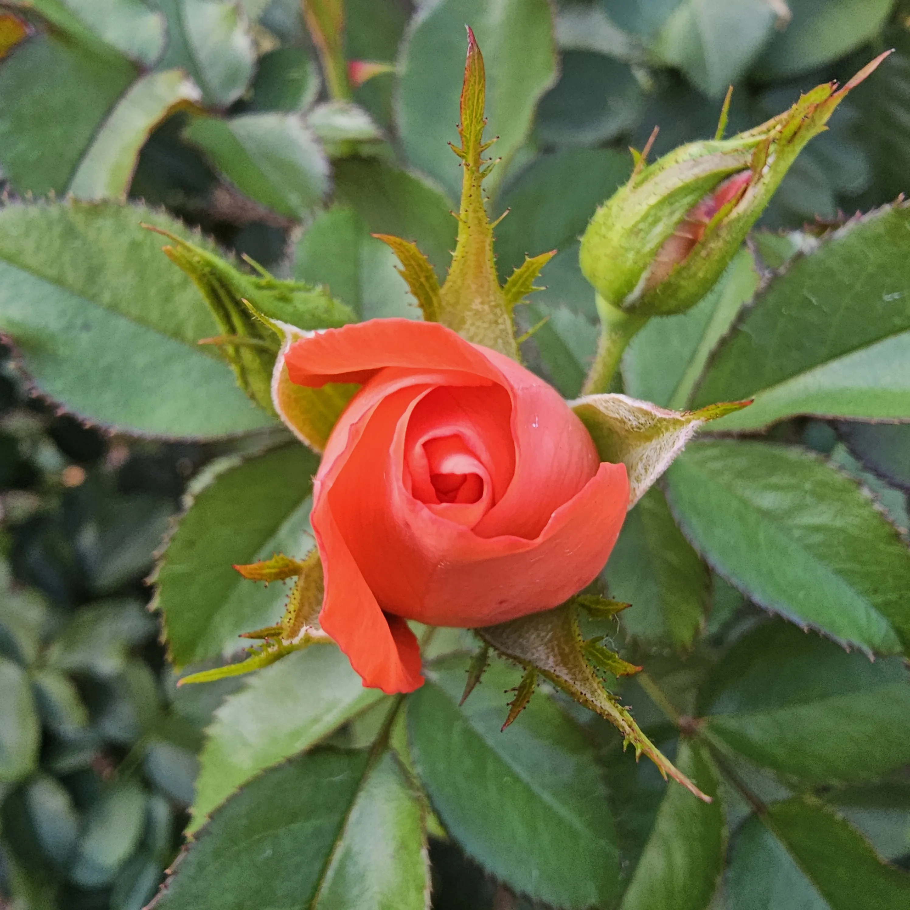 An orange rosebud unfurls its curled petals among green leaves and pointed sepals.