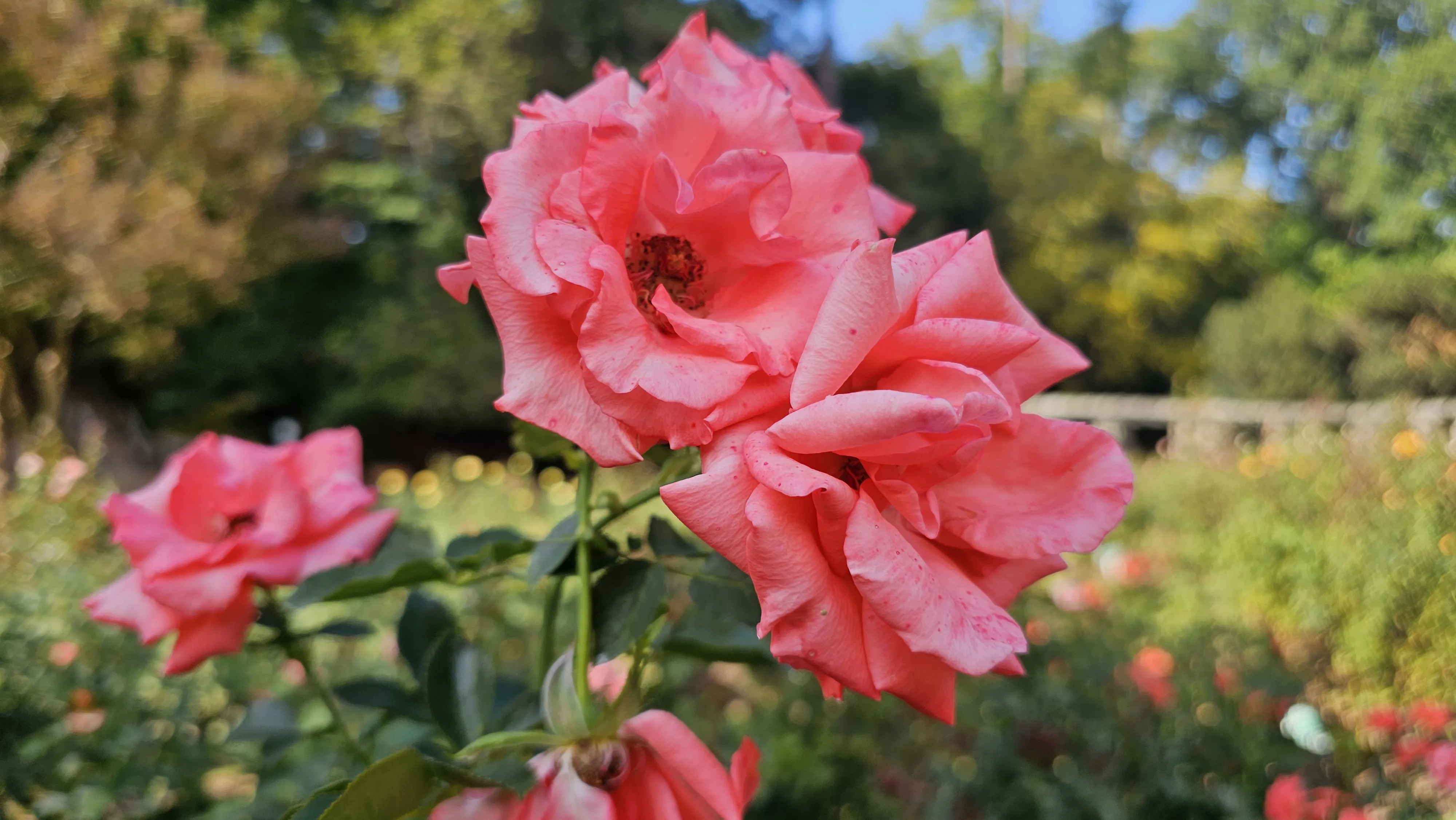 Pink roses bloom on a branching stem against a softly blurred garden.