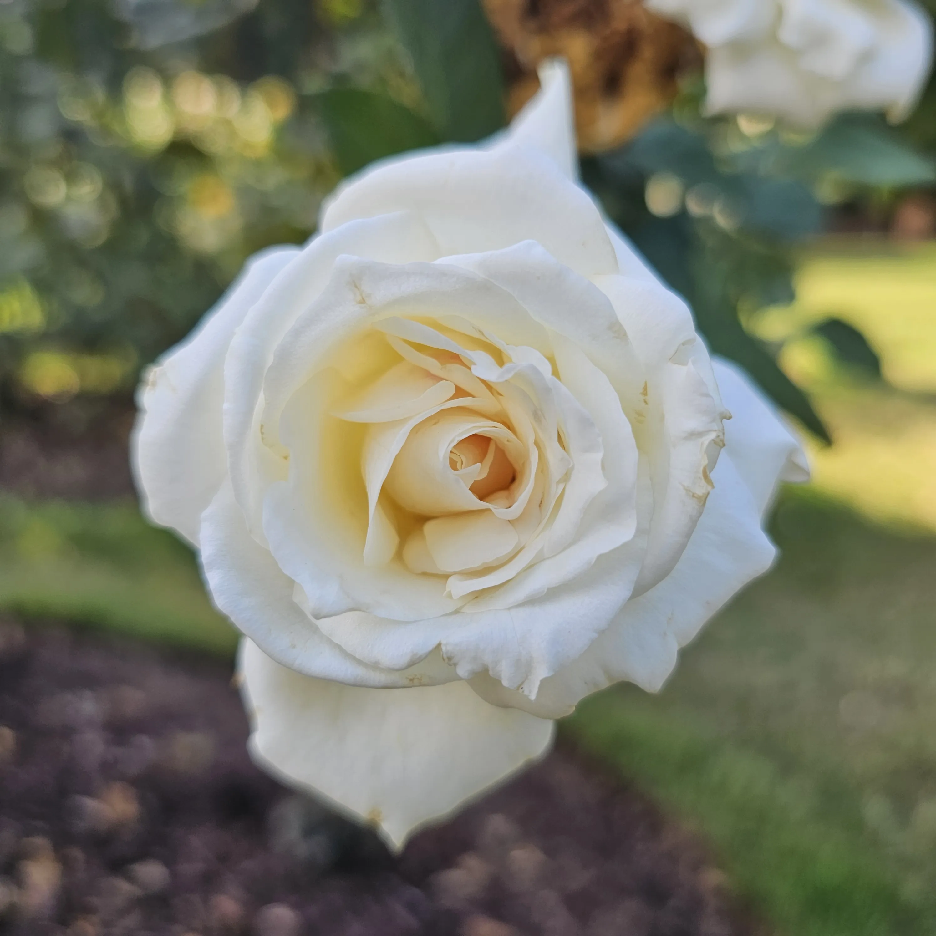 A white rose with a creamy spiral of inner petals against a shaded garden background.