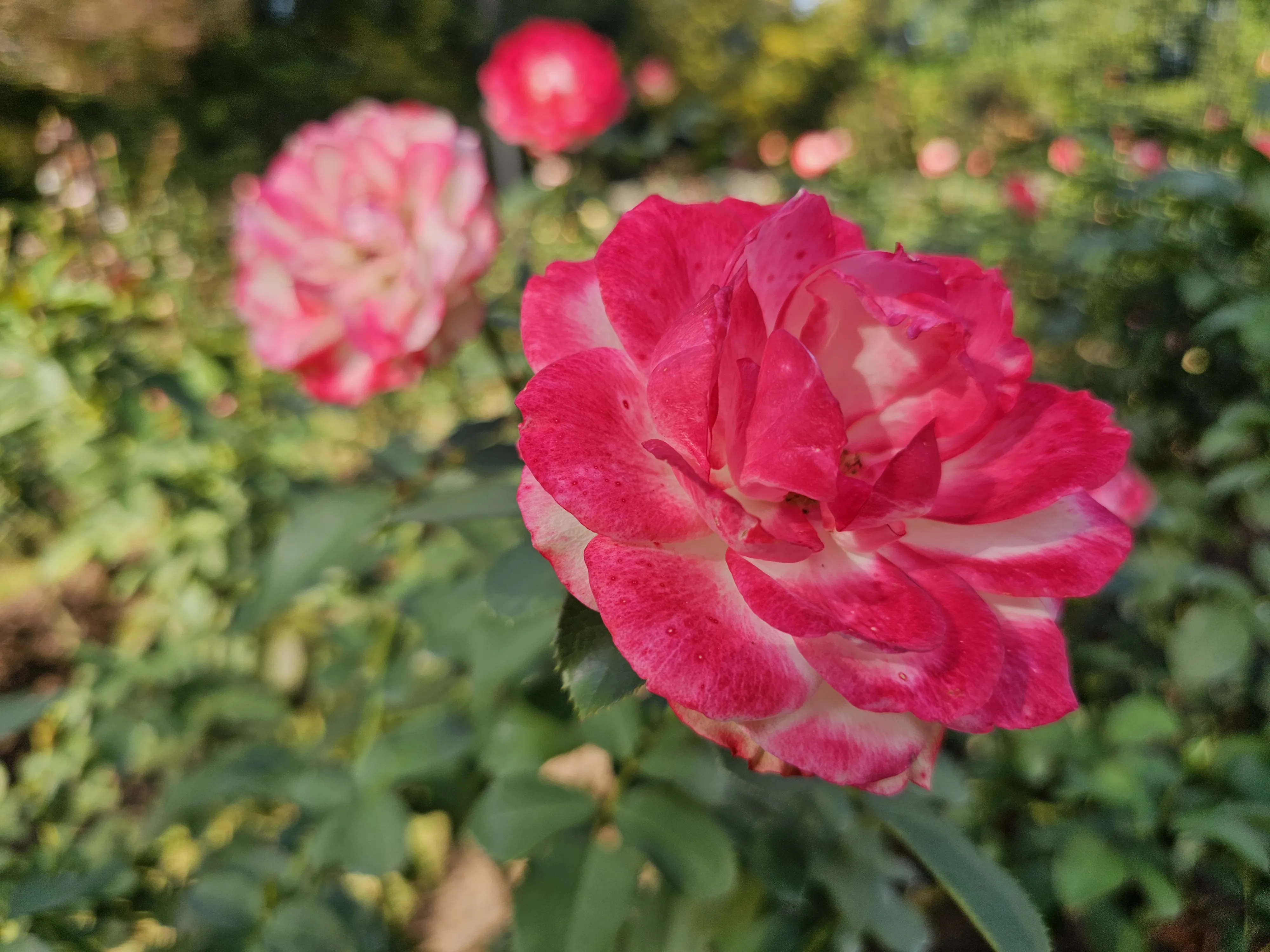 A pink rose streaked with cream fills the foreground, with more blooms behind it.