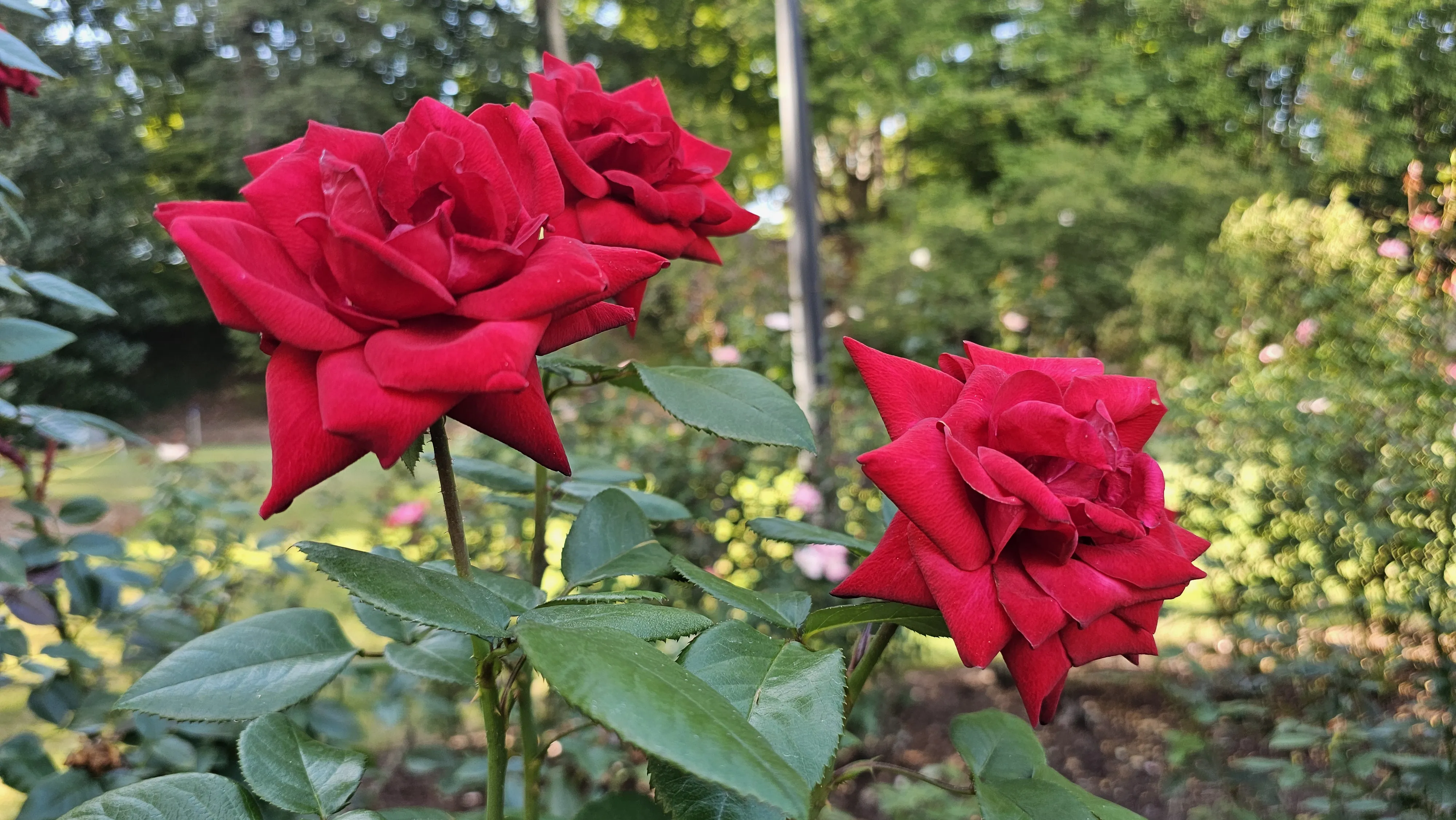 Three deep red roses spread across a leafy branch in the garden.