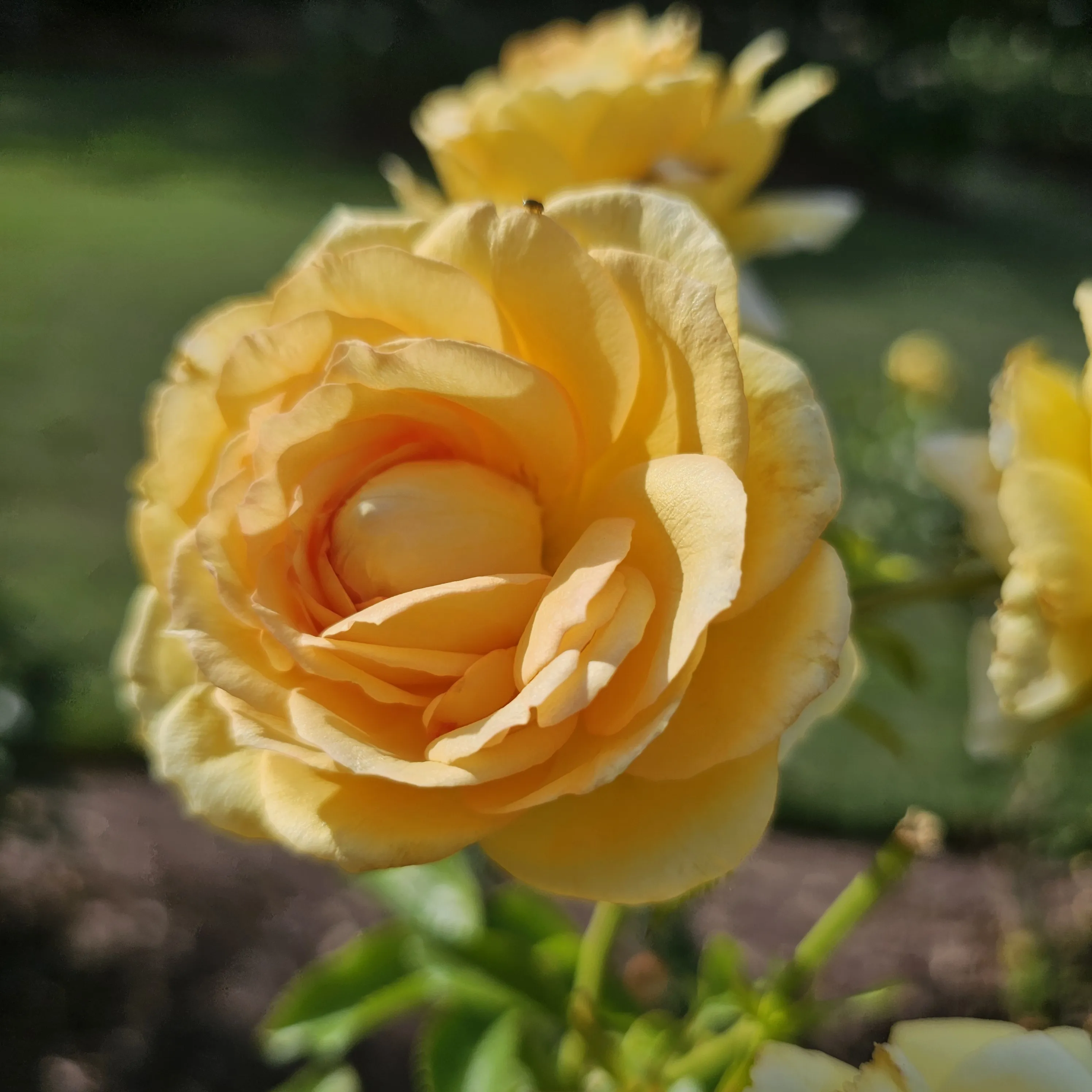 A close view into the layered petals of a golden rose, with another bloom behind it.