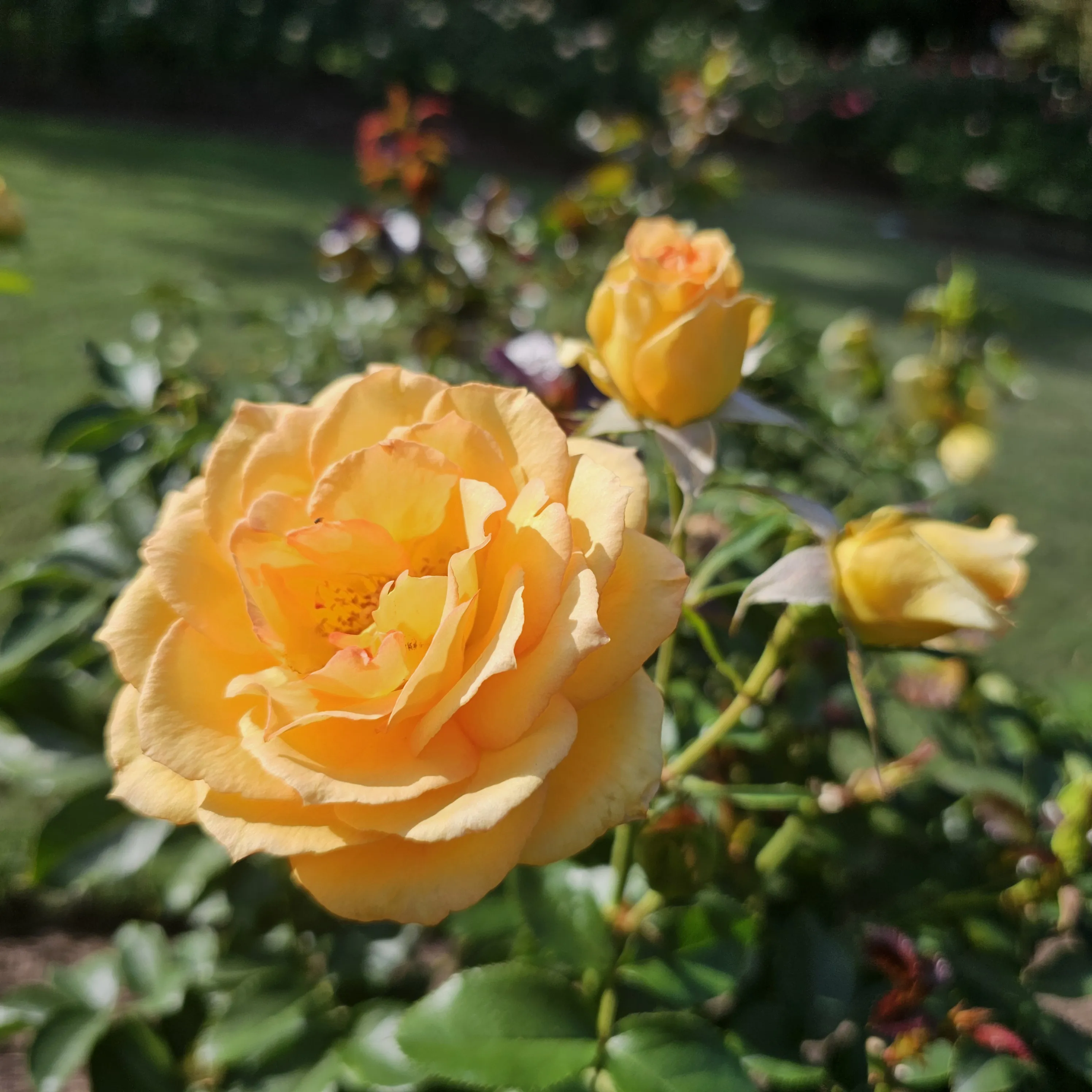 An apricot rose opens beside smaller buds above green garden foliage.