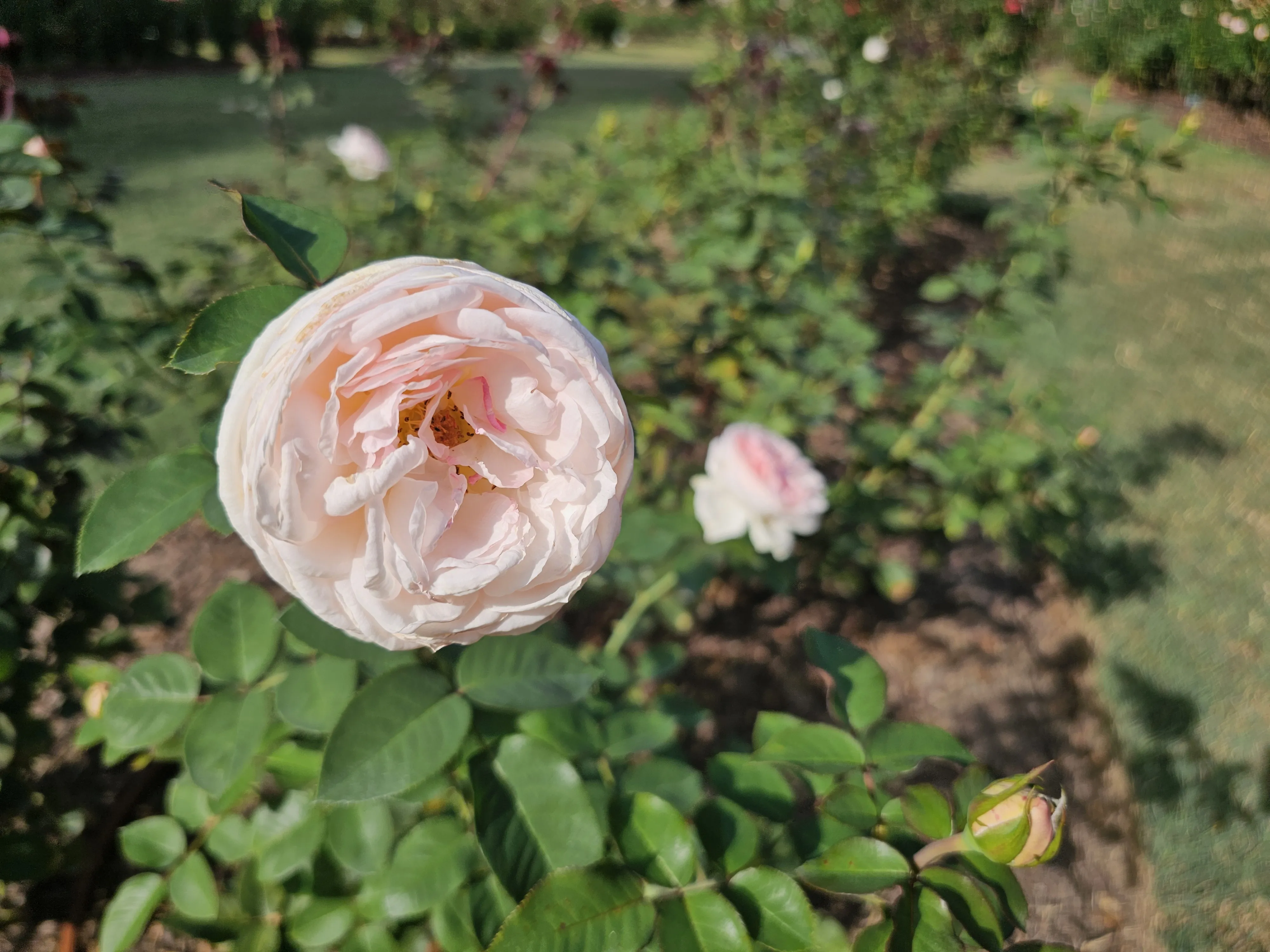 A pale pink rose with densely folded petals beside a slender stem and closed bud.