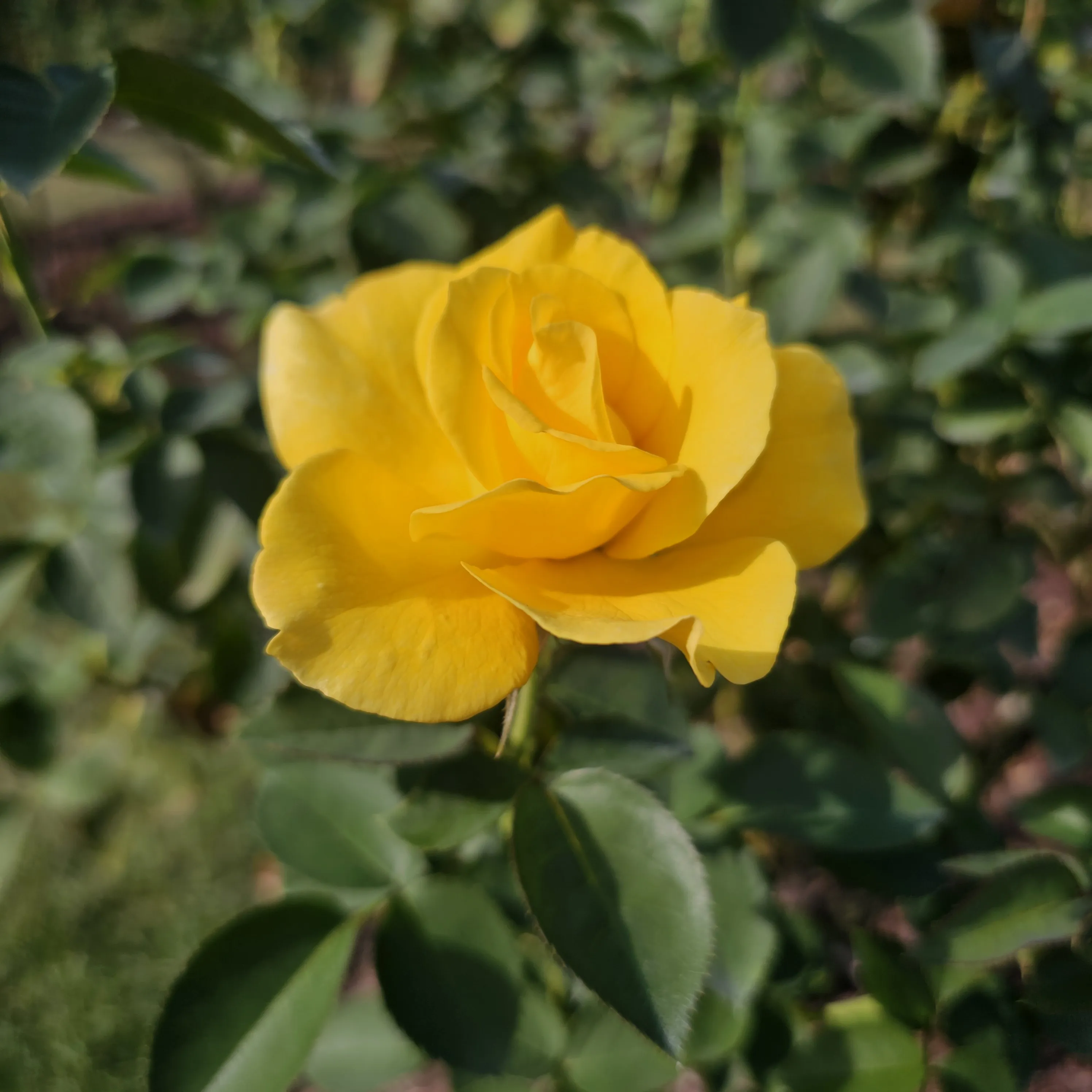 A bright yellow rose stands above dark green leaves.