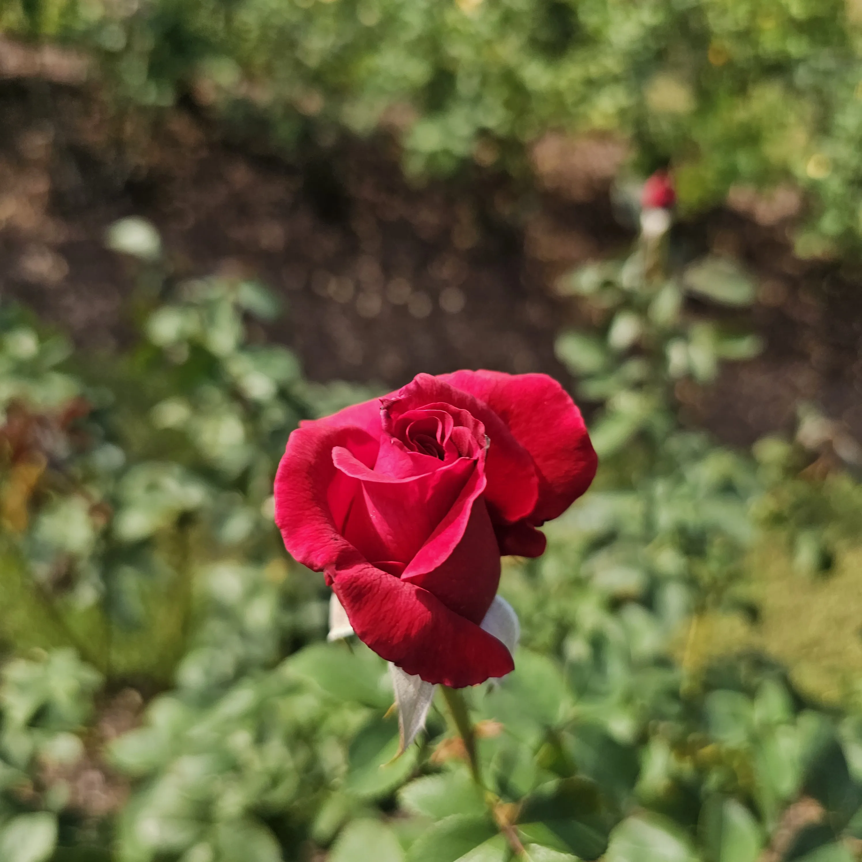 A partially open crimson rose on a slender stem against a blurred flower bed.