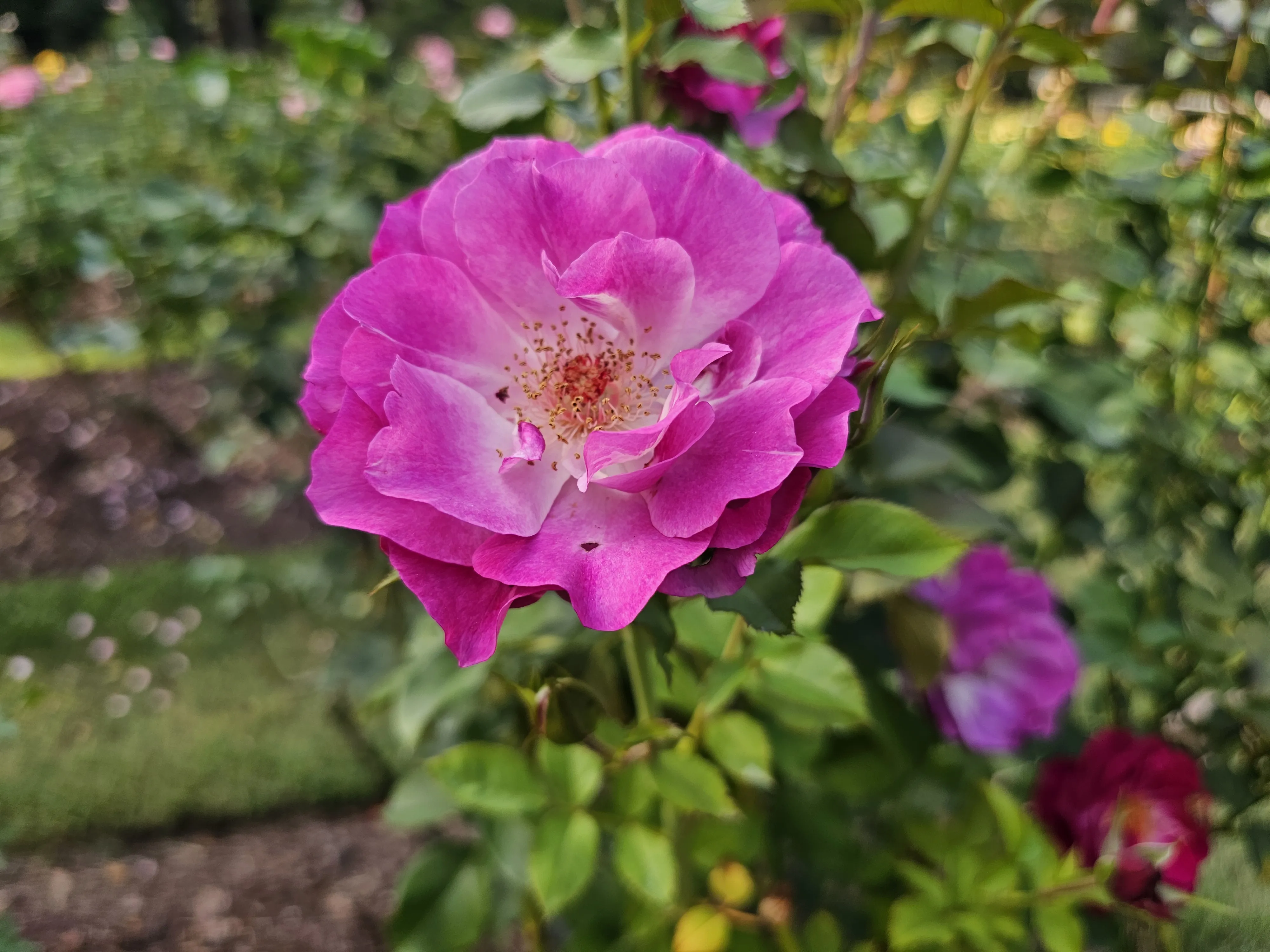 A purple-pink rose opens around a pale center dotted with stamens.