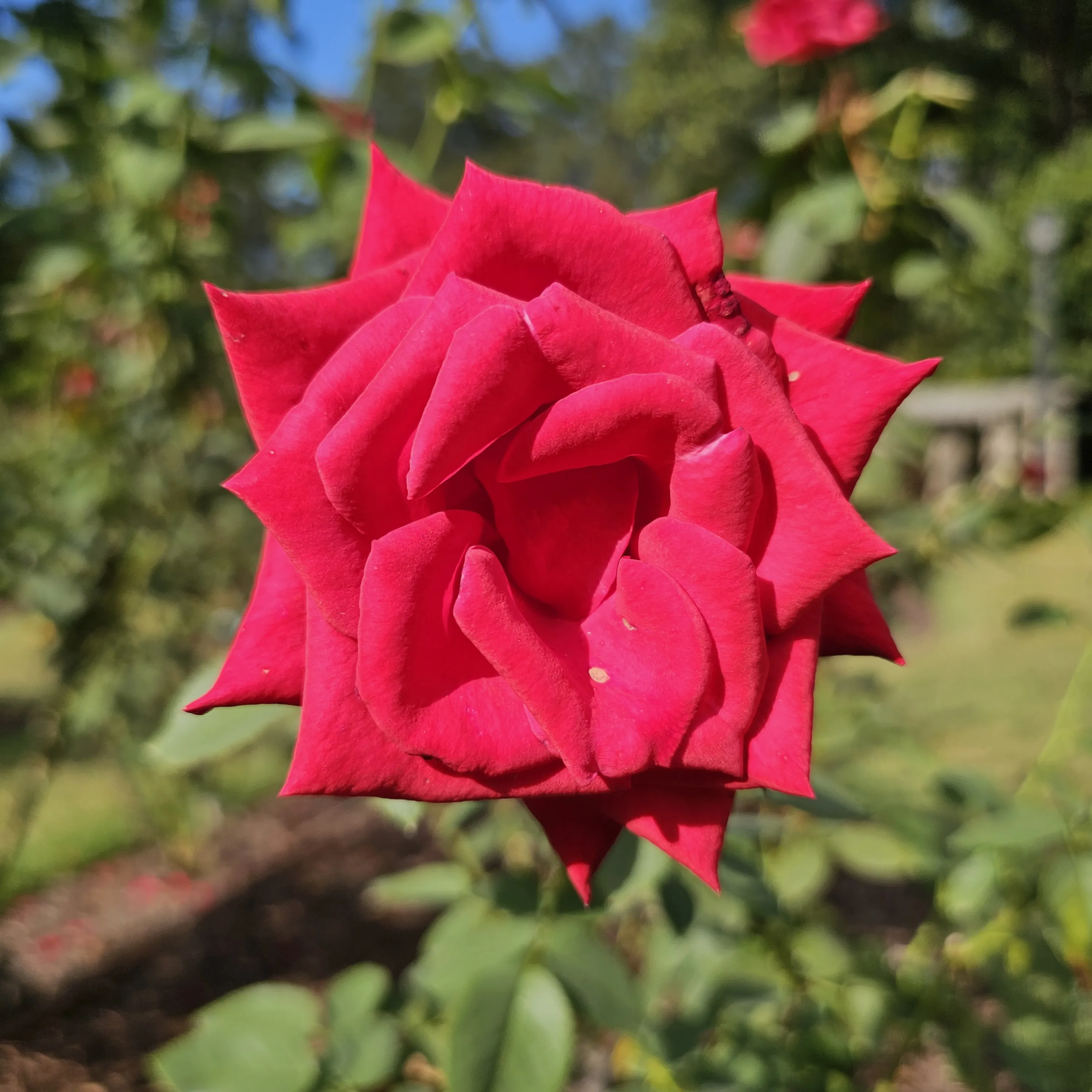 A vivid red rose with angular, overlapping petals fills the foreground.