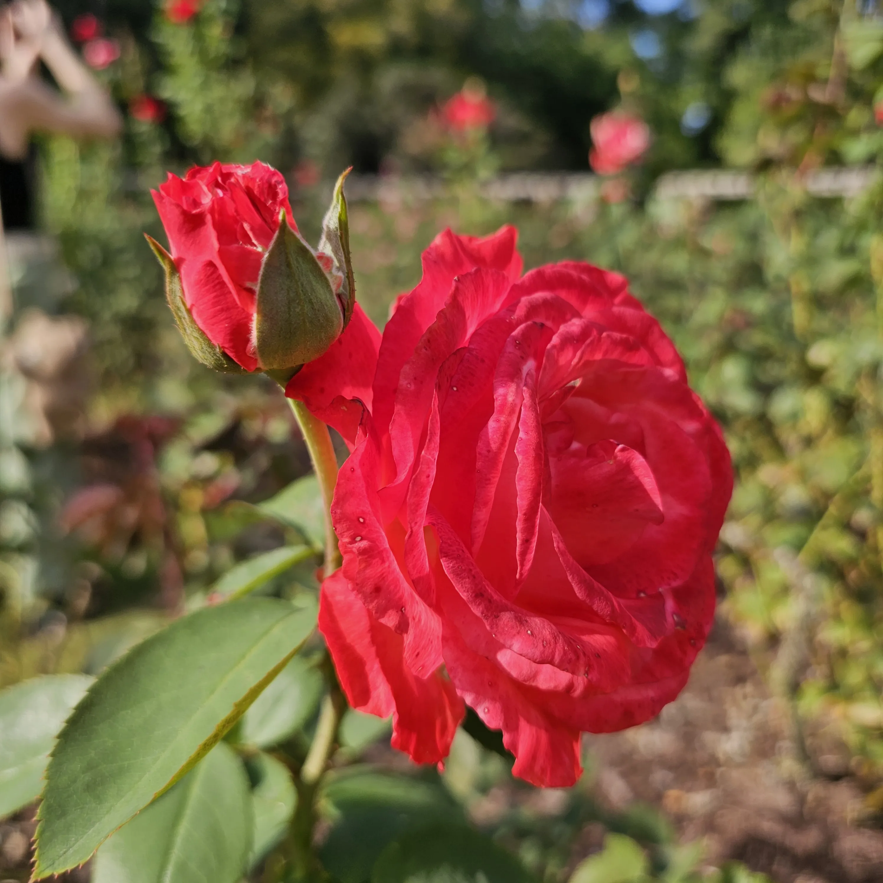 A red rose with ruffled petals blooms beside an upright red bud.