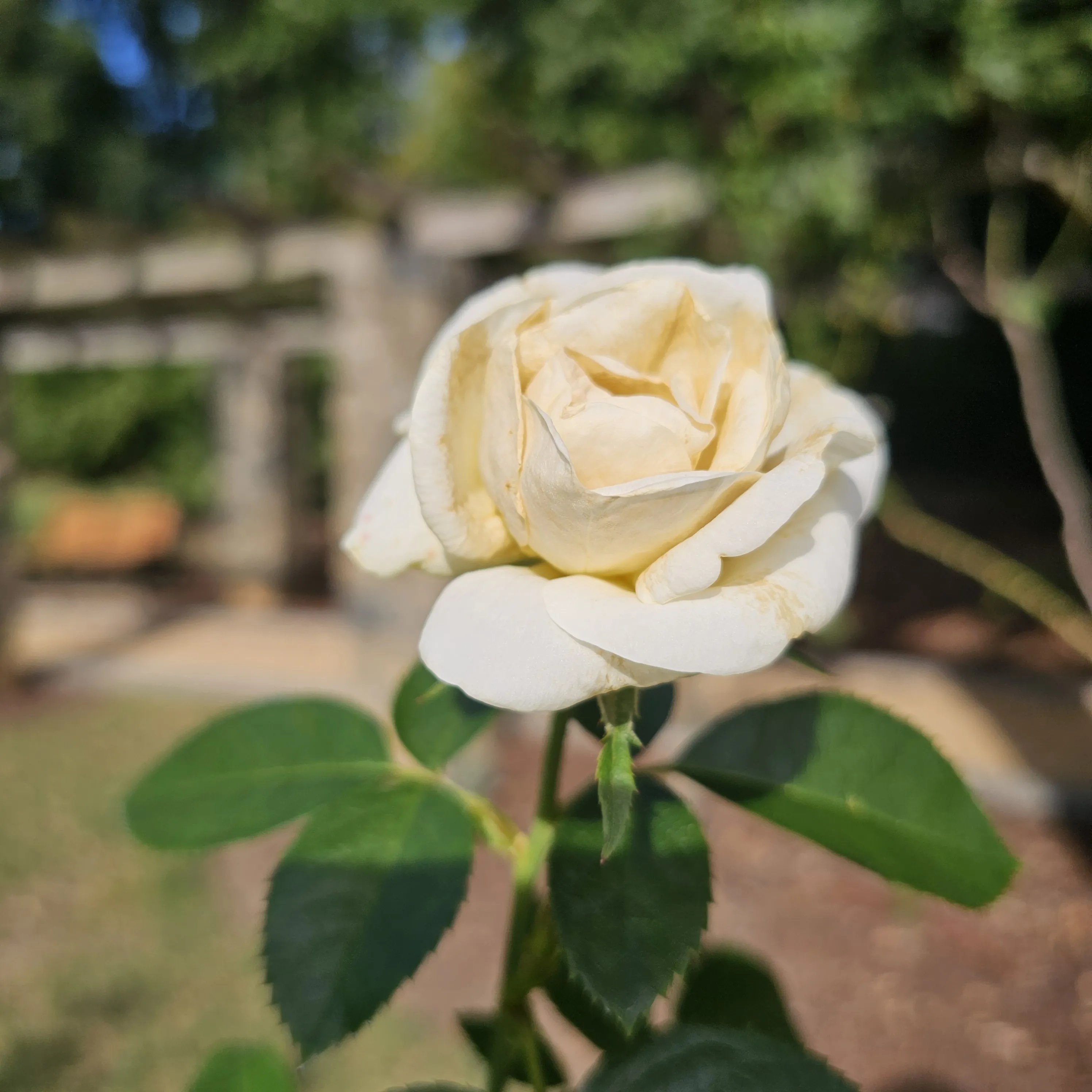 A cream-colored rose rises above green leaves with a wooden fence blurred behind it.